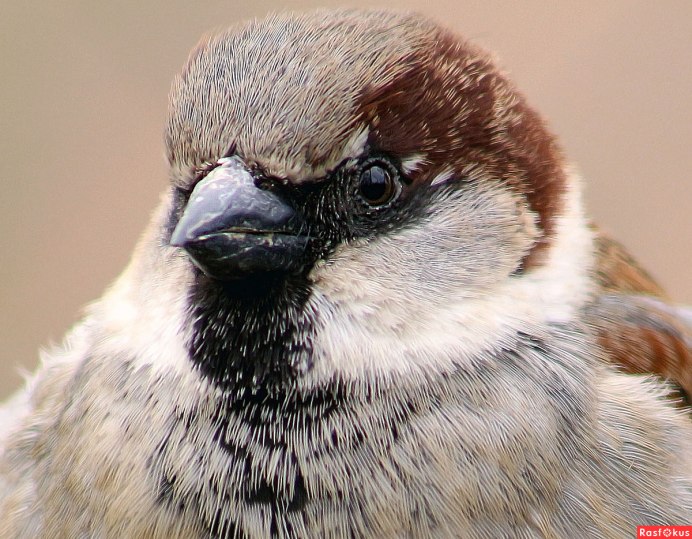 Голова воробья