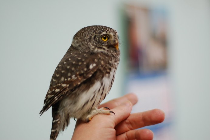 Сова воробьиный Сыч