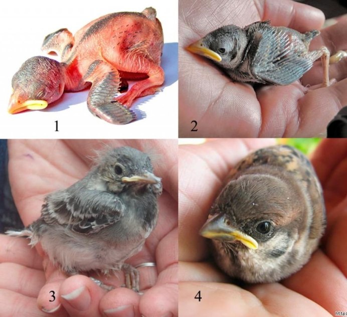 Птенцы воробья Новорожденные