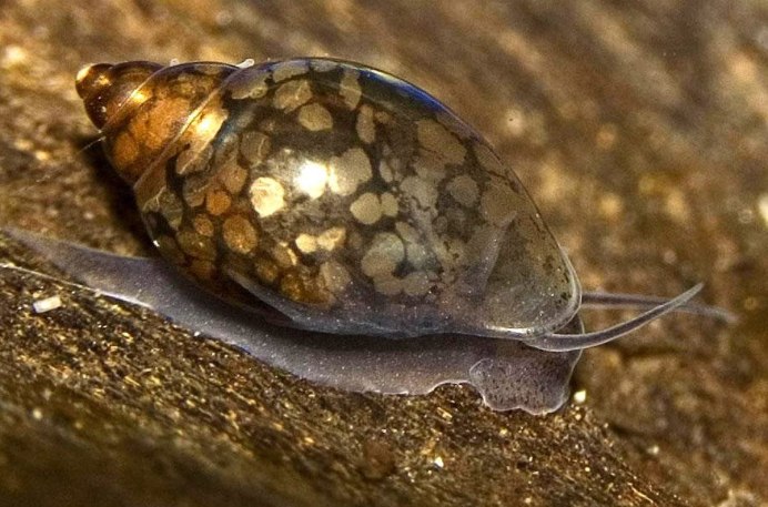 Физа пузырчатая Physa fontinalis