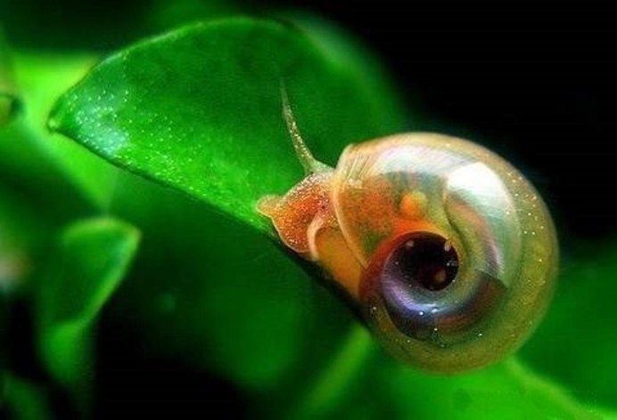 Улитка катушка Planorbis