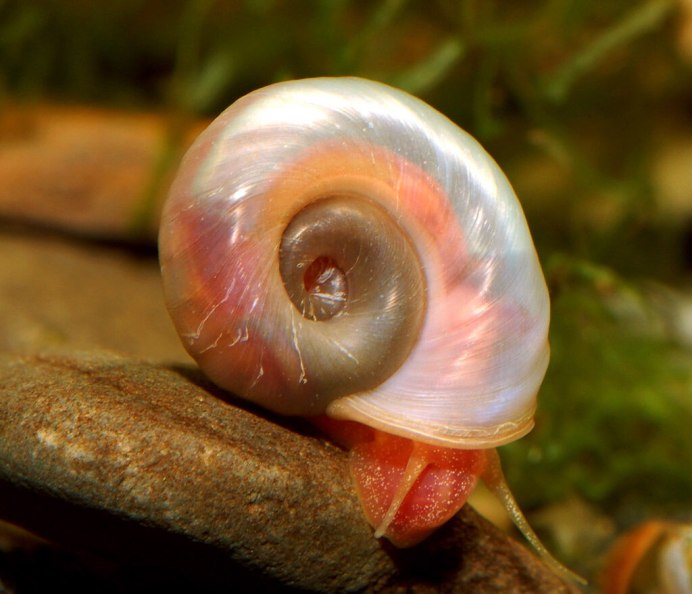 Ramshorn Snail улитка катушка