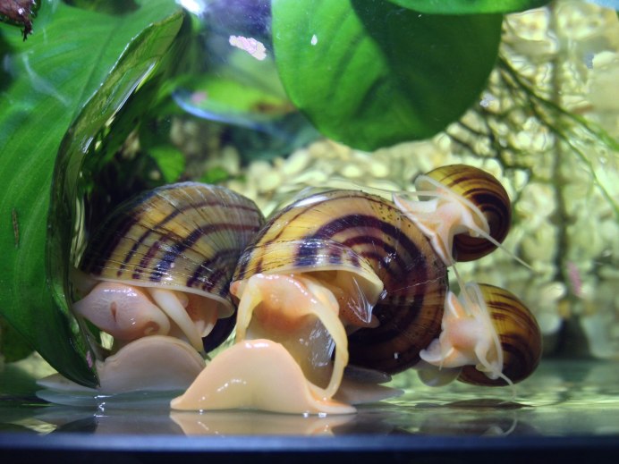 Ramshorn Snail улитка катушка
