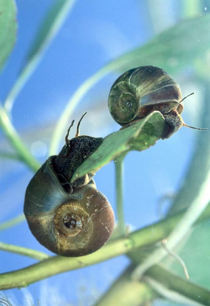Ramshorn Snail улитка катушка