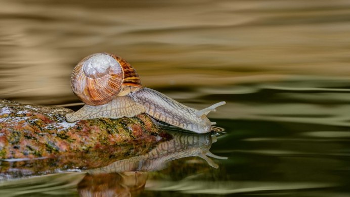 Улитка водяная