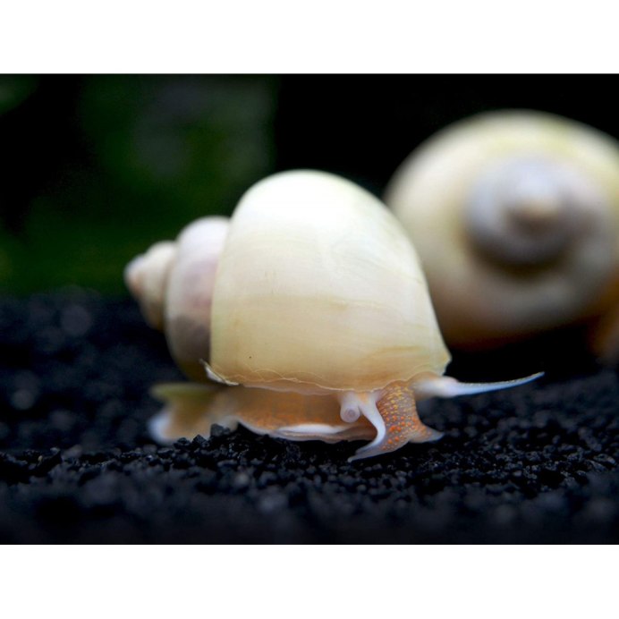 Bullina lineata