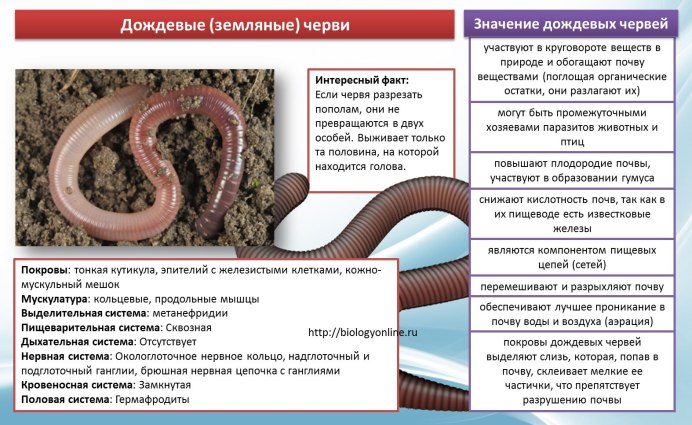 Кровеносная система дождевого червя