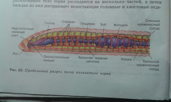 Кольчатые черви половая система строение