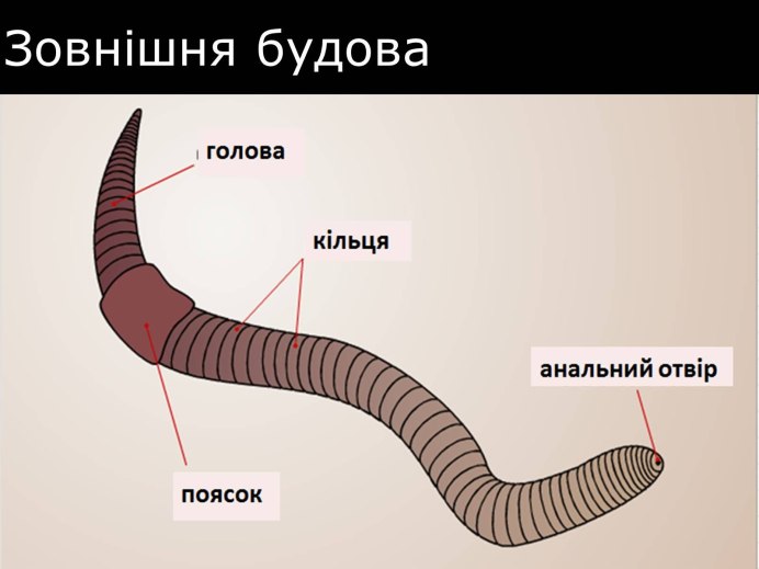 Рисунок щетинки дождевого червя