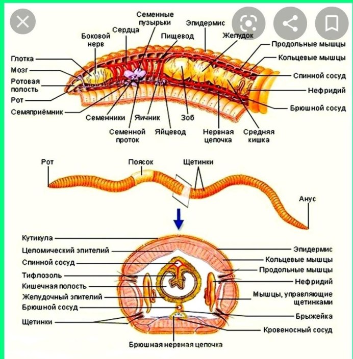 Красный червь с описанием