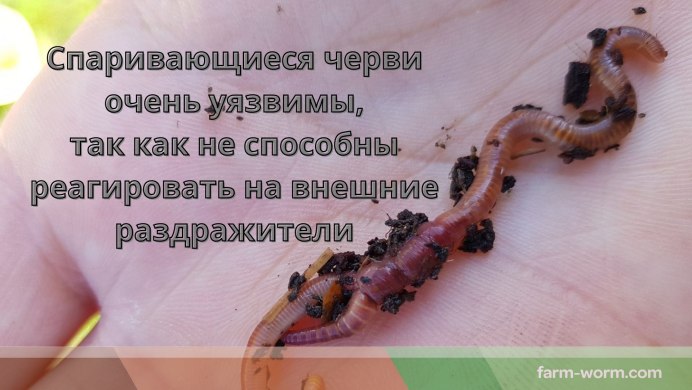 Дождевые черви внешнее строение