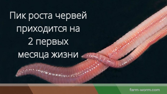 Опорно двигательная система кольчатых червей