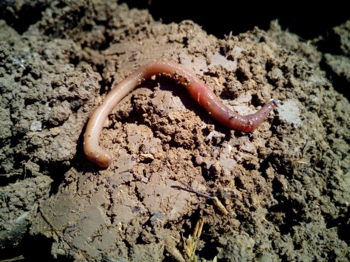 Worms черви