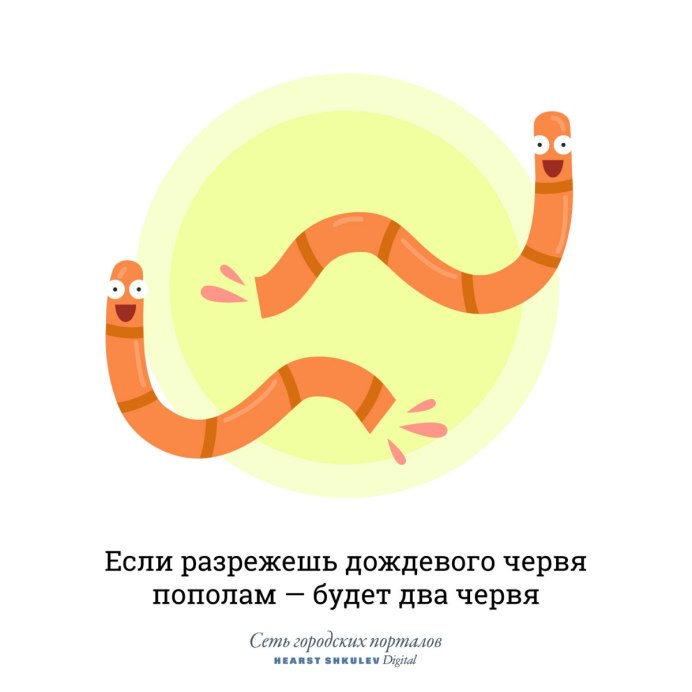 У дождевых червей насчитывается до девяти сердец.