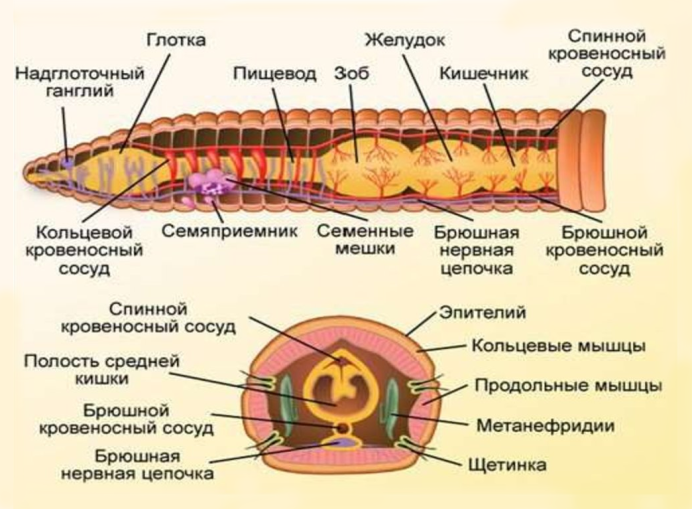 Вскрытый дождевой червь строение