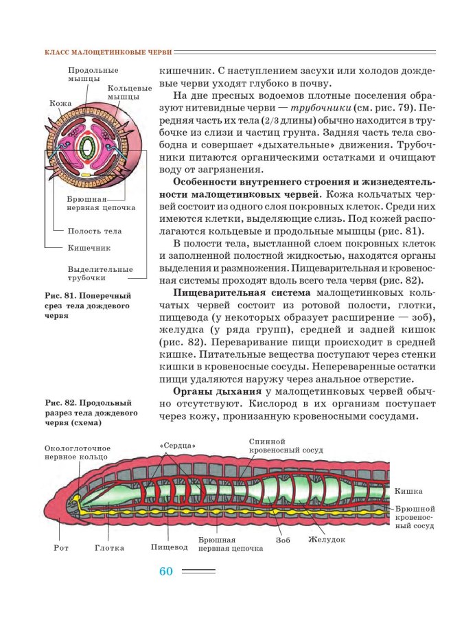 Строение малощетинковых червей червей