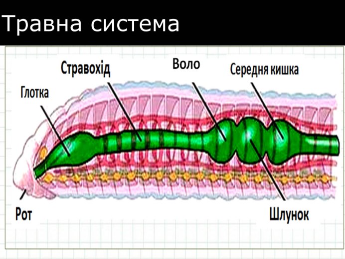 Строение кольчатых червей