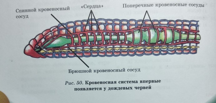 Кровеносная система кольчатых червей 7 класс