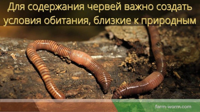 Червяк под названием Санга