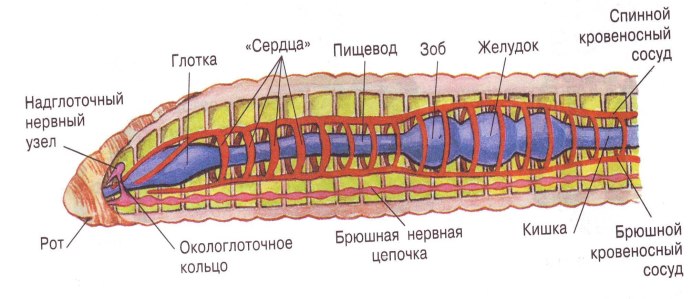 Пиявка медицинская строение челюсти