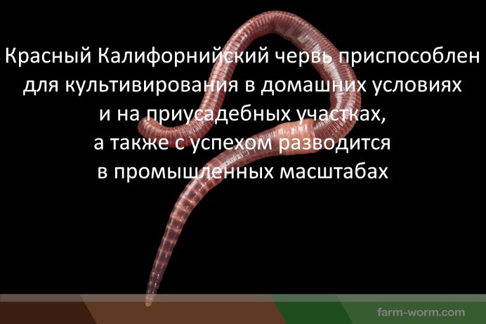 Кольчатые черви гельминты