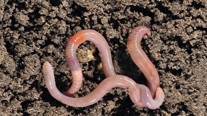 Червь Земляной (Lumbricus terrestris)