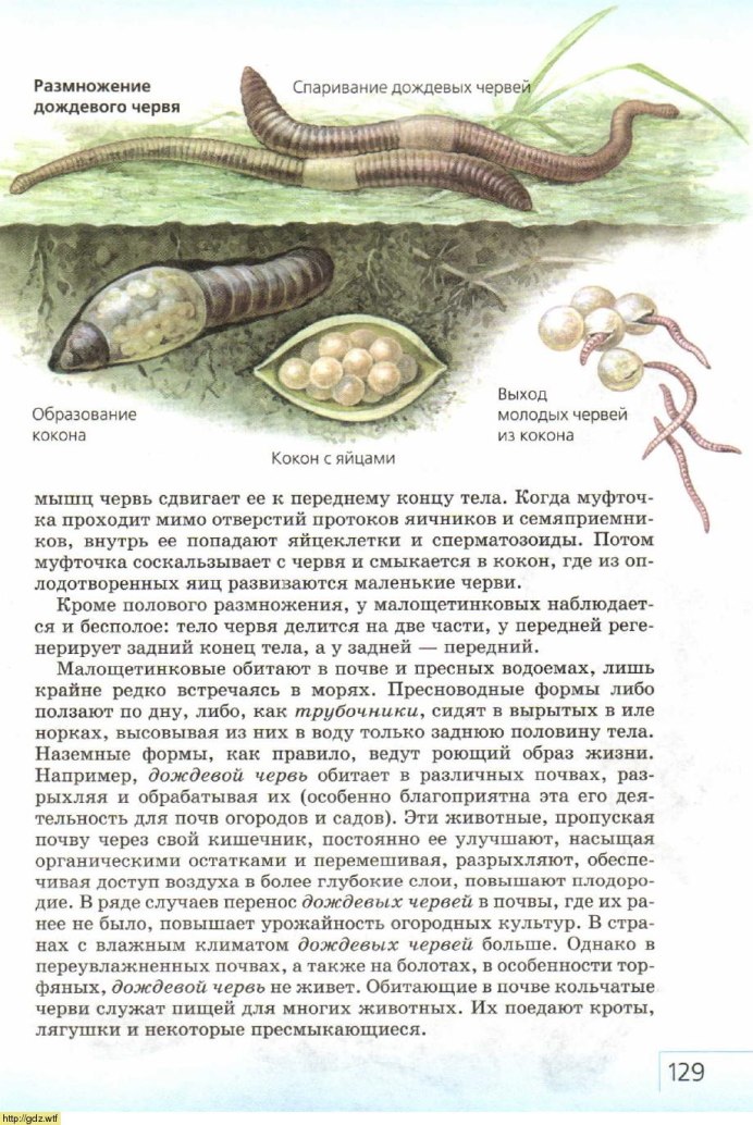 Кровеносная система многощетинковых червей