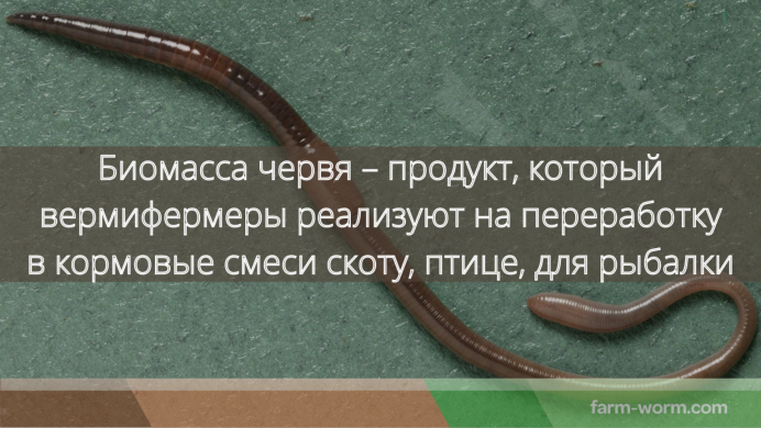 Кольчатые черви