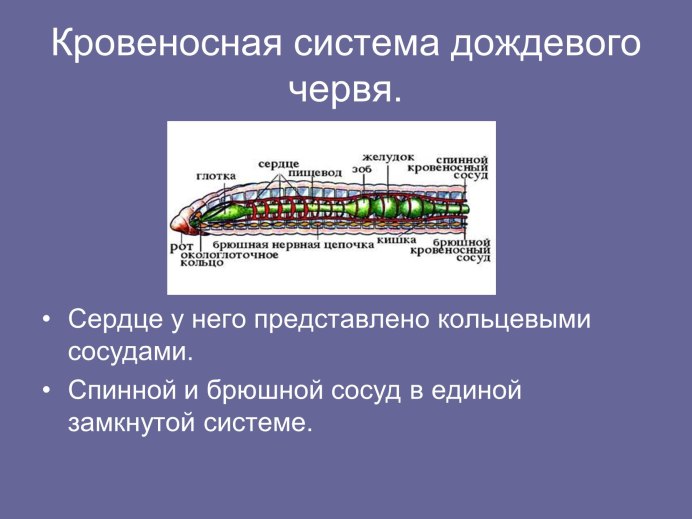 Глисты в виде сердечка