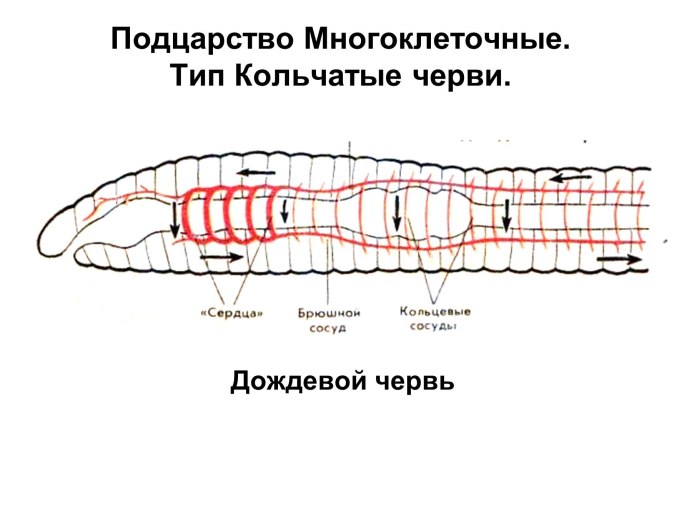 Разрубленный дождевой червь