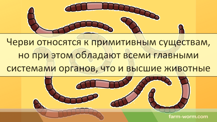 Американские черви для переработки органических отходов