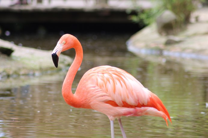 День розового Фламинго (Pink Flamingo Day)