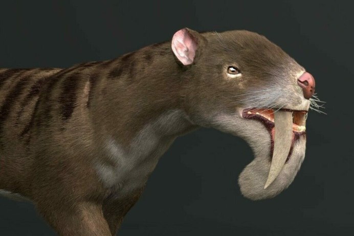 Испуганная морская Свинка