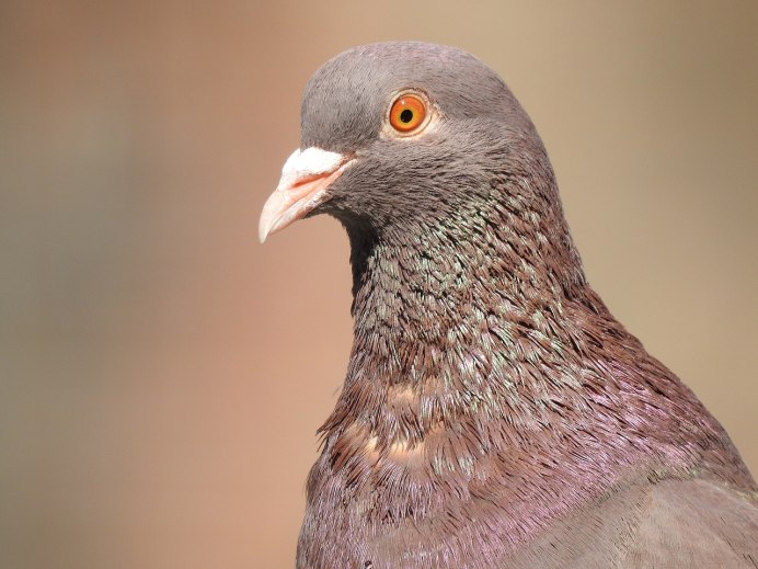 Dove on head