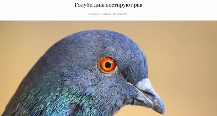Голубь Никита