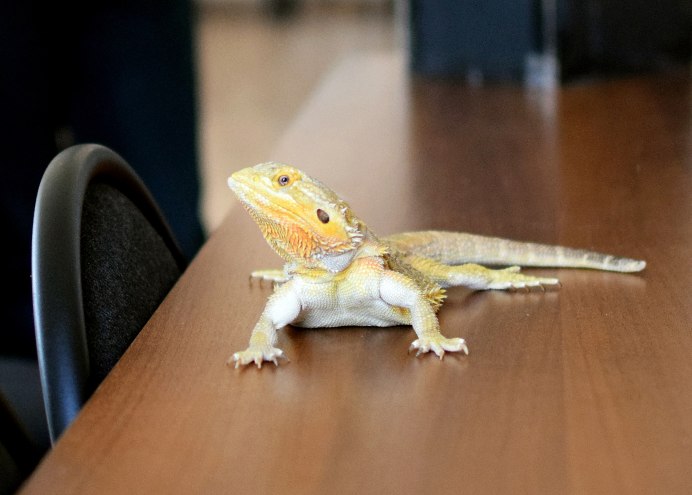 Жёлтый Варан