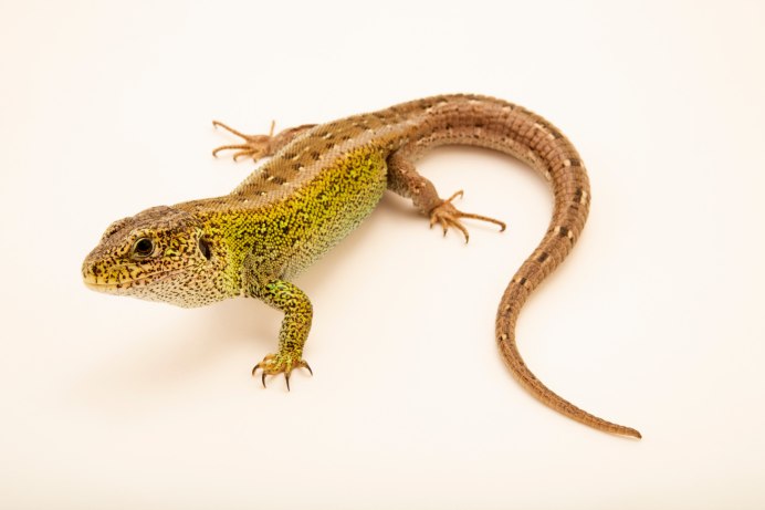 Ящерица прыткая (Lacerta Agilis Linnaeus)