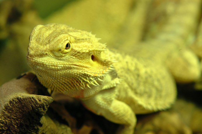 Bearded Dragon ящерица
