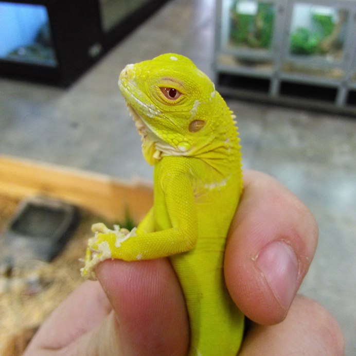 Iguana Iguana Albino