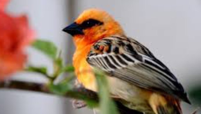 Птичка с оранжевым хвостиком