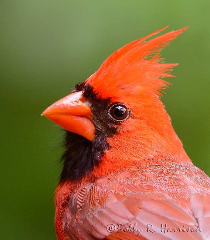 Оранжево черная птица