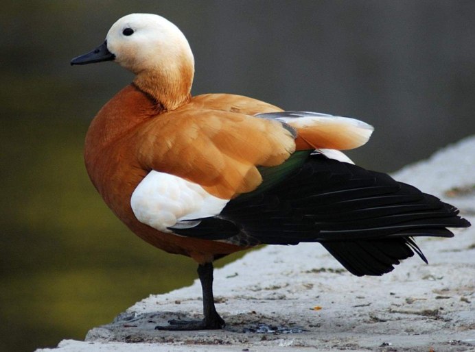 Райские птицы черно оранжевые