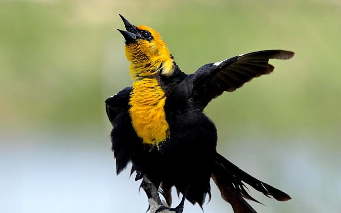 Птичка кенар оранжевый