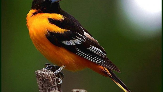 Горихвостка лысушка