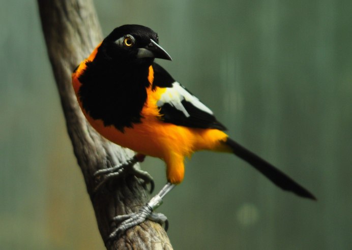 Птичка с оранжевым хвостиком