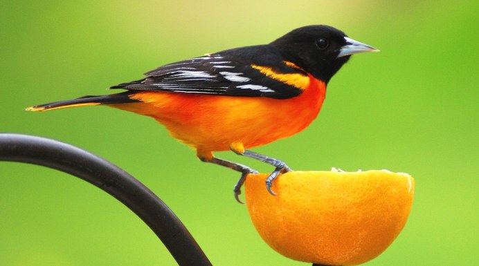 Белошапочная горихвостка