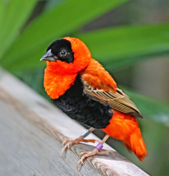 Оранжевая канарейка