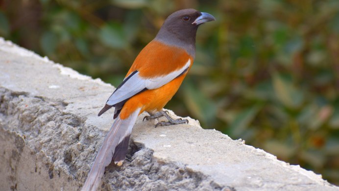 Птица с красным хвостом