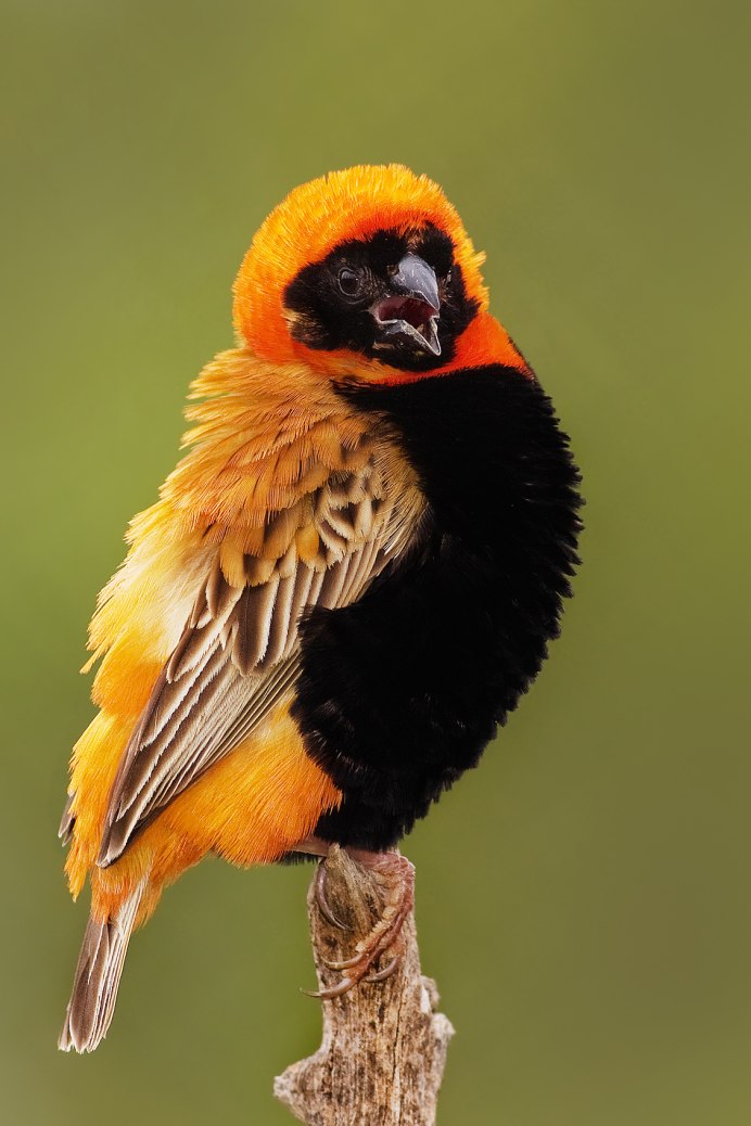 Удод желтый