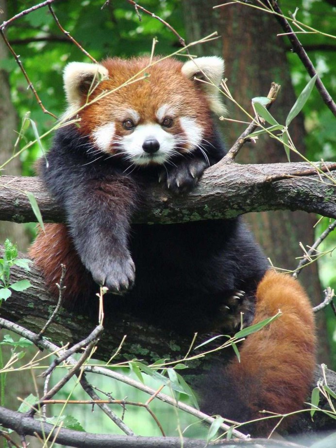 Raccoon and Red Panda